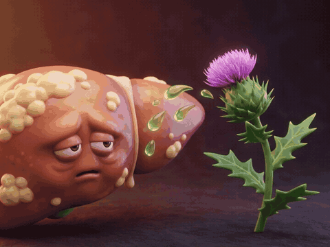 Milk thistle getting the liver working again