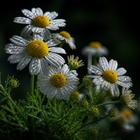 Chamomile