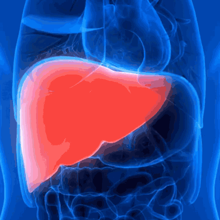 Your liver at work